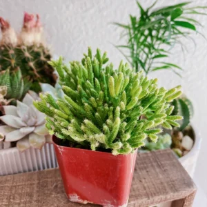 Rhipsalis Cereuscula Coral Cactus Succulent Plant – Live 2 inch Potted - Image 8