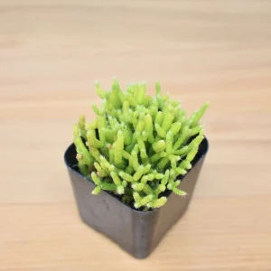Rhipsalis Cereuscula Coral Cactus Succulent Plant – Live 2 inch Potted - Image 9