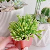 Rhipsalis Cereuscula Coral Cactus Succulent Plant – Live 2 inch Potted - Image 1