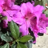Rhododendron Azalea Formosa Lavender 3 Live 6-inch Cuttings - Purple Flower Plant Bush for Indoor & Outdoor - Image 1