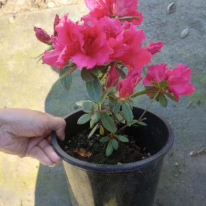 Rhododendron Live Plant – 1 Gallon Pot – Outdoor Bush & Shrub - Image 2