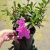 Rhododendron Live Plant – 1 Gallon Pot – Outdoor Bush for Garden - Image 1