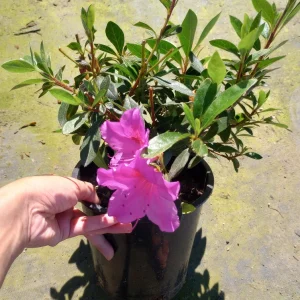 Rhododendron Live Plant – 1 Gallon Pot – Outdoor Bush for Garden - Image 1