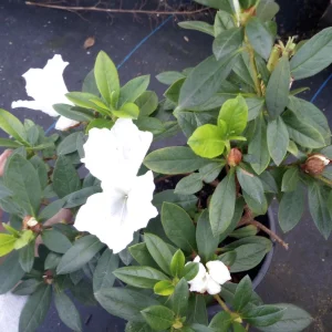 Rhododendron Live Plant – 1 Gallon Pot – Outdoor Shrub with Vibrant Blooms - Image 2