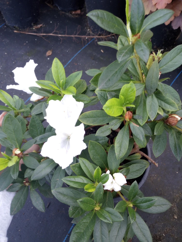 Rhododendron Live Plant – 1 Gallon Pot – Outdoor Shrub with Vibrant Blooms - Image 2