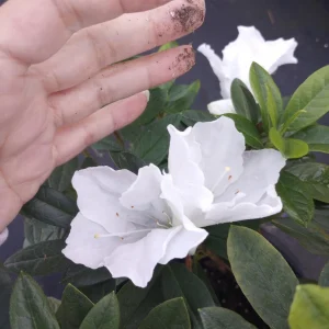 Rhododendron Live Plant – 1 Gallon Pot – Outdoor Shrub with Vibrant Blooms - Image 1