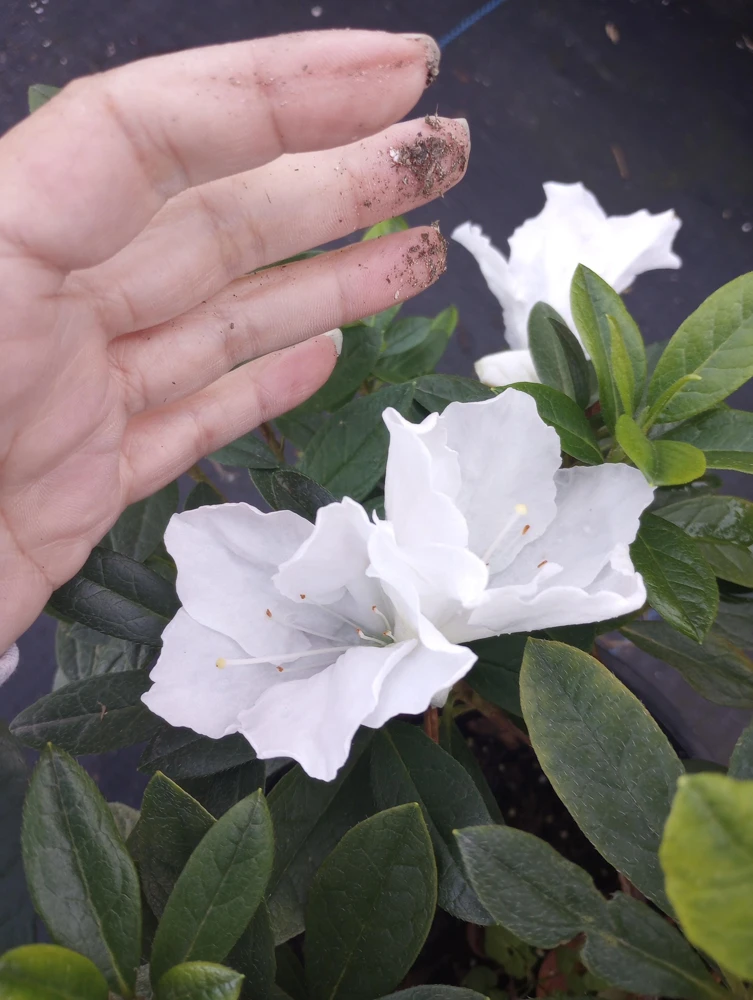 Rhododendron Live Plant – 1 Gallon Pot – Outdoor Shrub with Vibrant Blooms - Image 1