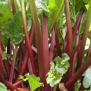 Rhubarb Bare Roots for Planting - 5 Perennial Raspberry-Red Stalks, 5-7 Inch - Image 3
