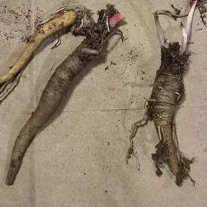 Rhubarb Bare Roots for Planting - 5 Perennial Raspberry-Red Stalks, 5-7 Inch - Image 4