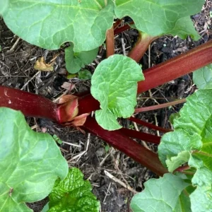 Rhubarb Bare Roots for Planting - 5 Perennial Raspberry-Red Stalks, 5-7 Inch - Image 6
