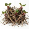 Rhubarb Bare Roots for Planting - 5 Perennial Raspberry-Red Stalks, 5-7 Inch - Image 1