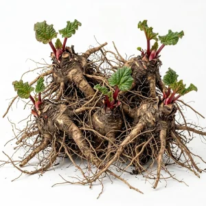 Rhubarb Bare Roots for Planting - 5 Perennial Raspberry-Red Stalks, 5-7 Inch - Image 1