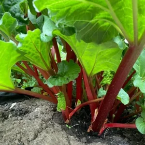 Rhubarb Live Plant – 5 Crowns for Planting – Heirloom Red Stalks – Outdoor - Image 5