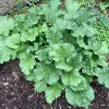Rhubarb Live Plant – 5 Crowns for Planting – Heirloom Red Stalks – Outdoor - Image 1