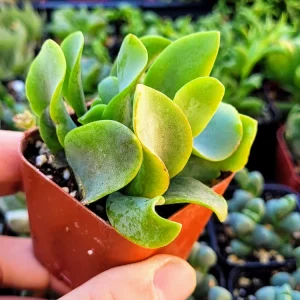 Ripple Jade Crassula Undulatifolia Live Succulent Plant in 2 inch Pot - Image 2