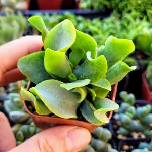 Ripple Jade Crassula Undulatifolia Live Succulent Plant in 2 inch Pot - Image 3
