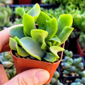Ripple Jade Crassula Undulatifolia Live Succulent Plant in 2 inch Pot - Image 1