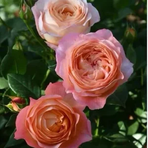 Robin Rose Live Plant - Fragrant Orange to Apricot Shrub, 120-150 cm Tall, Outdoor - Image 2