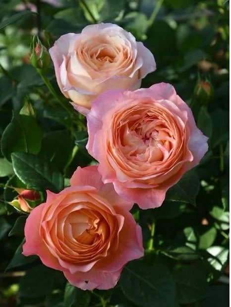 Robin Rose Live Plant - Fragrant Orange to Apricot Shrub, 120-150 cm Tall, Outdoor - Image 2