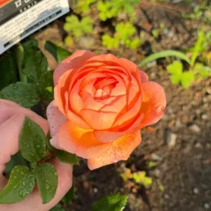 Robin Rose Live Plant - Fragrant Orange to Apricot Shrub, 120-150 cm Tall, Outdoor - Image 3