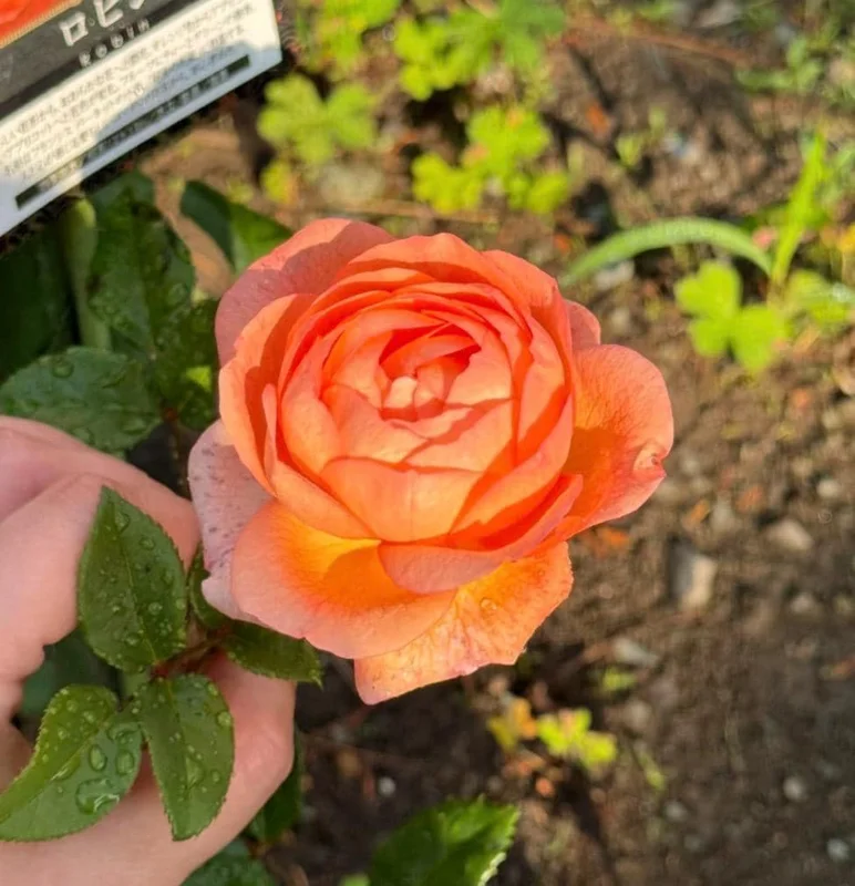 Robin Rose Live Plant - Fragrant Orange to Apricot Shrub, 120-150 cm Tall, Outdoor - Image 3