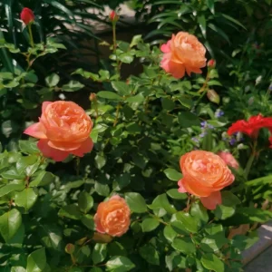 Robin Rose Live Plant - Fragrant Orange to Apricot Shrub, 120-150 cm Tall, Outdoor - Image 4