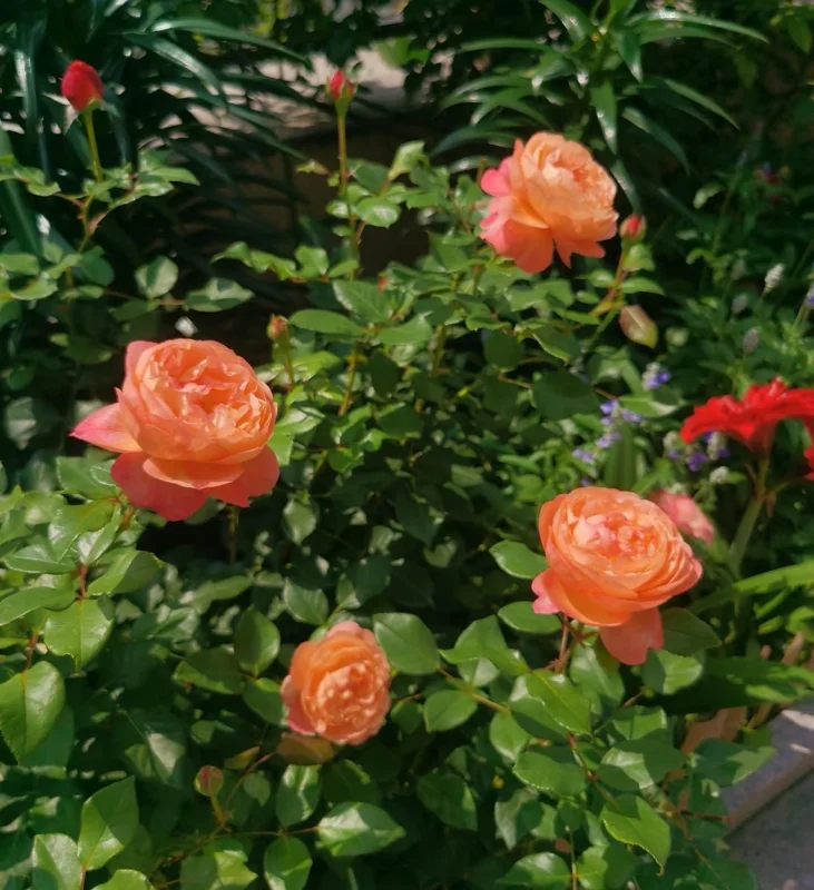 Robin Rose Live Plant - Fragrant Orange to Apricot Shrub, 120-150 cm Tall, Outdoor - Image 4