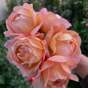 Robin Rose Live Plant - Fragrant Orange to Apricot Shrub, 120-150 cm Tall, Outdoor - Image 1