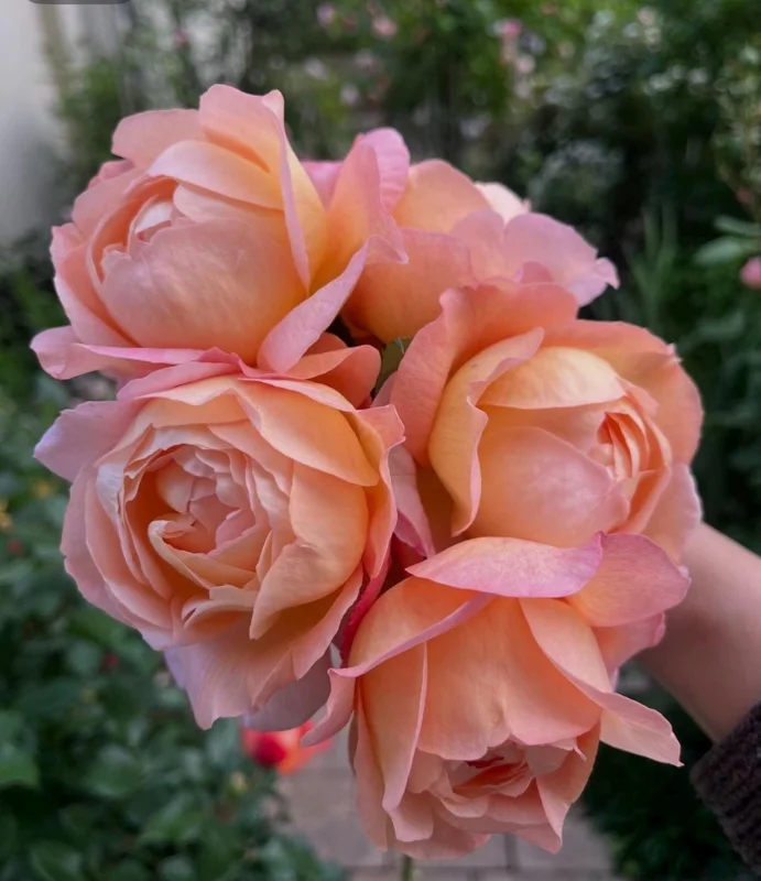 Robin Rose Live Plant - Fragrant Orange to Apricot Shrub, 120-150 cm Tall, Outdoor - Image 1