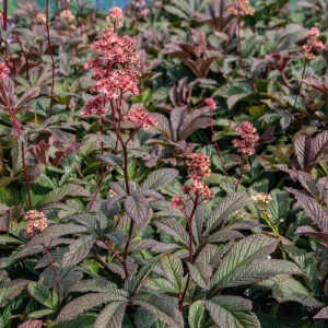 Rodgersia Bronze Peacock Live Plant - 2.5x3.5 inch Pot - Woodland Perennial - Image 3