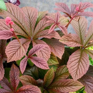 Rodgersia Bronze Peacock Live Plant - 2.5x3.5 inch Pot - Woodland Perennial - Image 4