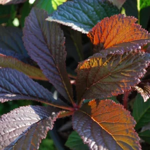 Rodgersia Bronze Peacock Live Plant - 2.5x3.5 inch Pot - Woodland Perennial - Image 7