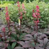 Rodgersia Bronze Peacock Live Plant - 2.5x3.5 inch Pot - Woodland Perennial - Image 1