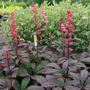 Rodgersia Bronze Peacock Live Plant - 2.5x3.5 inch Pot - Woodland Perennial - Image 1
