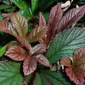Rodgersia Bronze Peacock Live Plant - 2.5x3.5 inch Pot - Woodland Perennial - Image 8