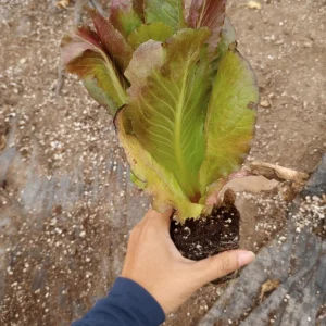 Romaine Lettuce Mix Live Plant Set – 12/6 Plants in 3-Inch Pots - Image 1