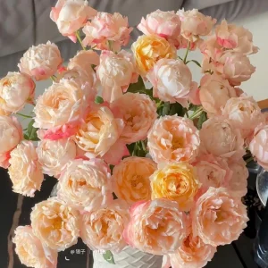 Rose Chance Pom US Seller 苹果气运/苏琪公主 - Image 2
