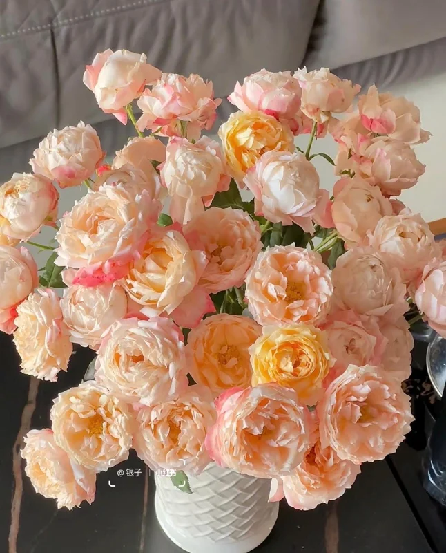 Rose Chance Pom US Seller 苹果气运/苏琪公主 - Image 2
