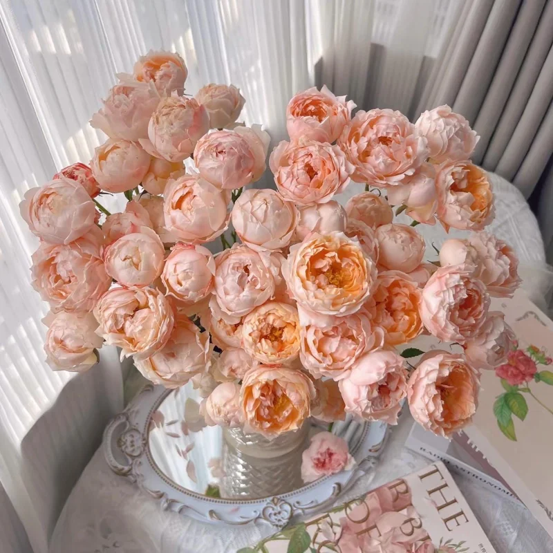 Rose Chance Pom US Seller 苹果气运/苏琪公主 - Image 3