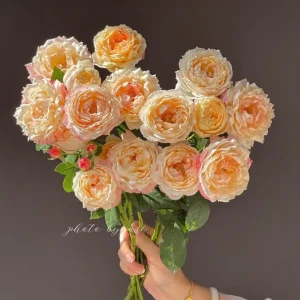 Rose Chance Pom US Seller 苹果气运/苏琪公主 - Image 4
