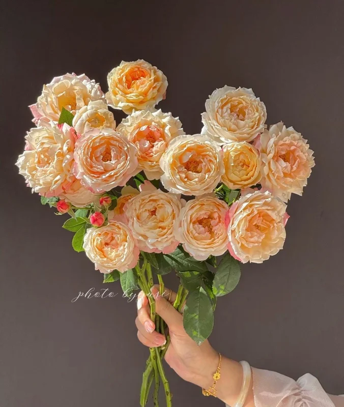 Rose Chance Pom US Seller 苹果气运/苏琪公主 - Image 4
