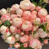 Rose Chance Pom US Seller 苹果气运/苏琪公主 - Image 1