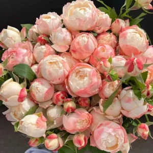 Rose Chance Pom US Seller 苹果气运/苏琪公主 - Image 1