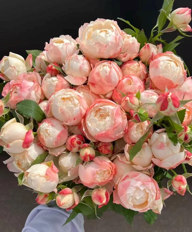 Rose Chance Pom US Seller 苹果气运/苏琪公主 - Image 1