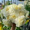 Rose Gelato Live Plant - White/Cream Yellow Double Petal Rose 30-50 cm - Image 1