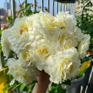 Rose Gelato Live Plant - White/Cream Yellow Double Petal Rose 30-50 cm - Image 1