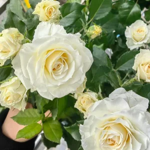 Rose Gelato Live Plant - White/Cream Yellow Double Petal Rose 30-50 cm - Image 2