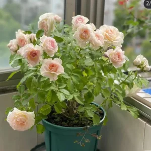 Rose Gelato Live Plant - White/Cream Yellow Double Petal Rose 30-50 cm - Image 3