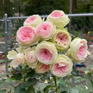 Rose Pompon Veranda Live Plant - Cream & Pink Patio Rose, 16-20