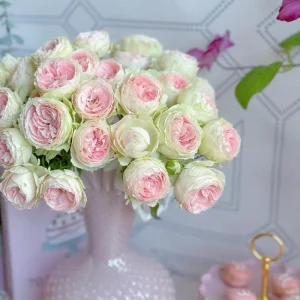 Rose Pompon Veranda Live Plant - Cream & Pink Patio Rose, 16-20